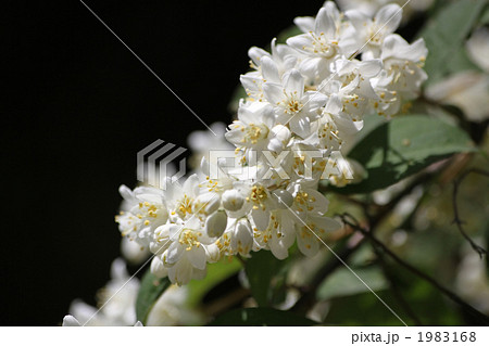 マルバウツギ 1983168