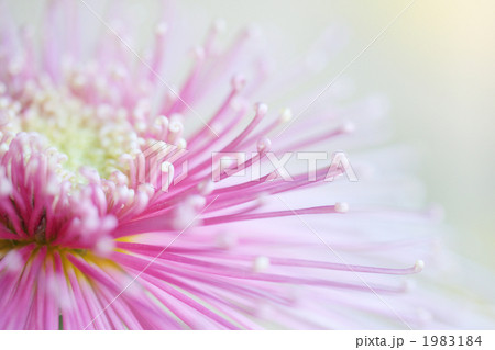 菊(三陽千鶴)-01■大菊・管物・細管・玉巻 菊(三陽千鶴)-01■大菊・管物・細管・玉巻 1983184
