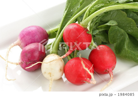 ラディッシュ 1984085