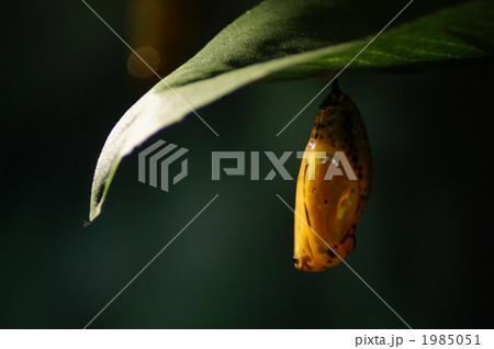 オオゴマダラの蛹 1985051