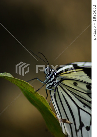 オオゴマダラ 1985052