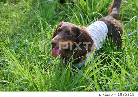 草原と笑顔のわんこ 1985319