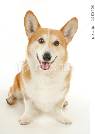 ウェルシュ・コーギー・ペンブローク 1985456