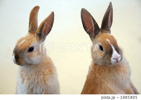 2羽のこうさぎの写真素材