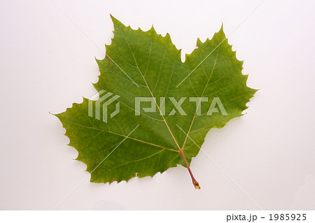 プラタナスの葉の写真素材