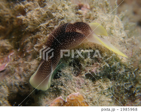 コナユキツバメガイ コナユキツバメガイ 1985968