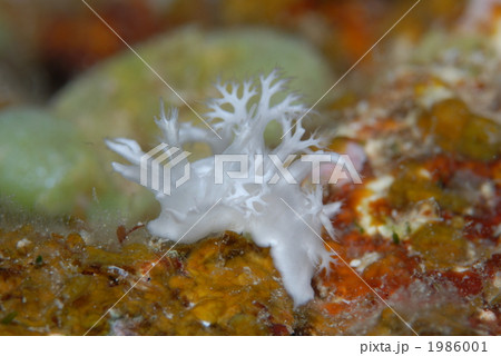 シロハナガサウミウシ 1986001