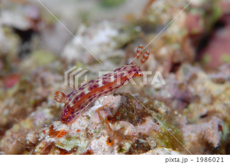 センテンイロウミウシ センテンイロウミウシ 1986021