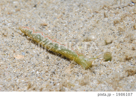 ミドリガイの仲間 1986107