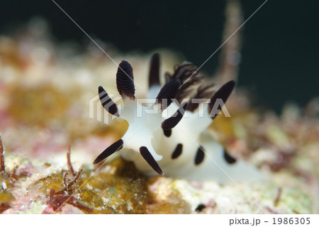 パンダツノウミウシ パンダツノウミウシ 1986305