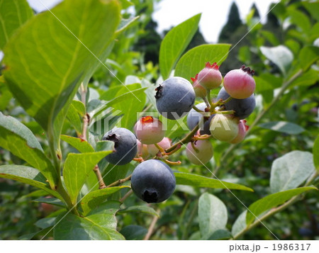 旬なブルーベリー 旬なブルーベリー 1986317