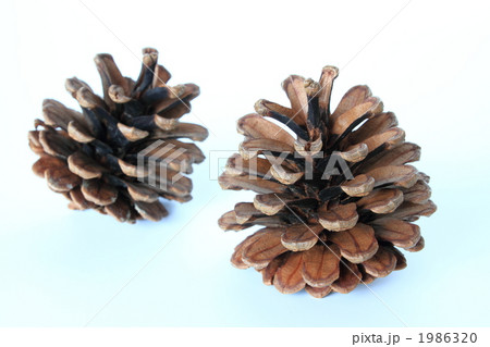 松ぼっくり*1 松ぼっくり*1 1986320