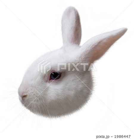 マークみたいなウサギ 白バック の写真素材