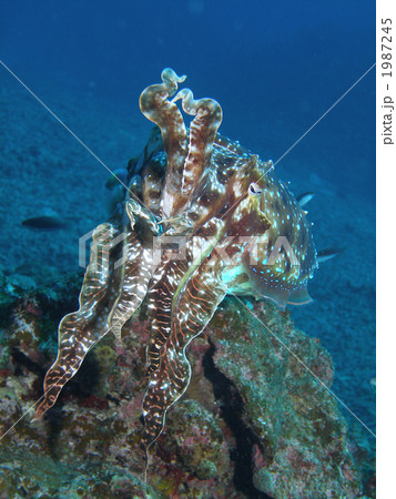 コブシメ 1987245