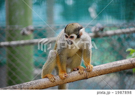 警戒態勢のリス猿の写真素材