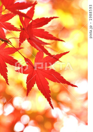 真っ赤な紅葉 1988593