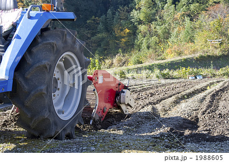 こんにゃく畑に生子 こんにゃく畑に生子 1988605