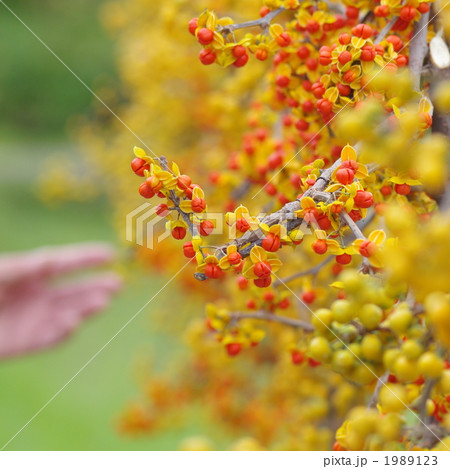 つるうめもどき 植物 実の写真素材