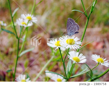ヤマトシジミ蝶 ヤマトシジミ蝶 1989758