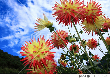 ツートンのダリア ツートンのダリア 1989898