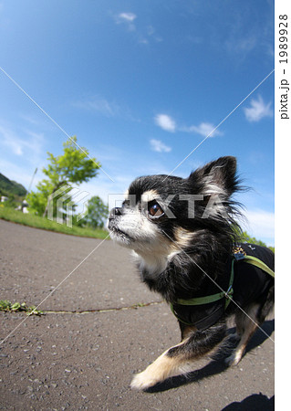 晴れの日の散歩 晴れの日の散歩 1989928