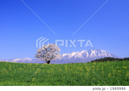 小岩井農場の一本桜と岩手山 1989986