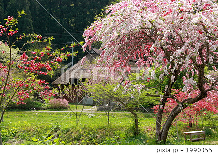 桃の花咲く桃源郷・手這阪 桃の花咲く桃源郷・手這阪 1990055