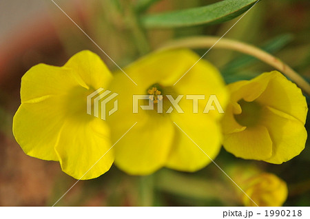 オキザリス 1990218