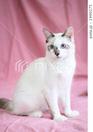 ふわふわのねこさん 1990275