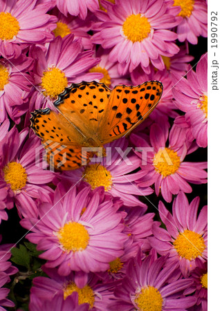 ツマグロヒョウモンと菊 1990792