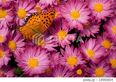 ツマグロヒョウモンと菊 ツマグロヒョウモンと菊 1990804