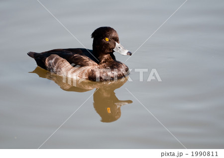 キンクロハジロ キンクロハジロ 1990811
