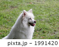 犬 1991420