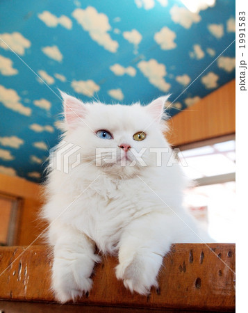 左右の目 1991583