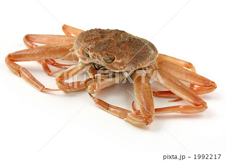 香箱蟹、セコガニ、セイコガニ 1992217