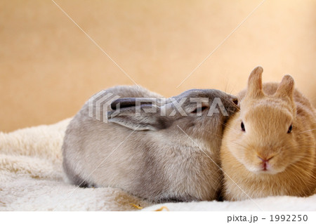 うさぎ ネザーランドドワーフ うさぎ ネザーランドドワーフ 1992250