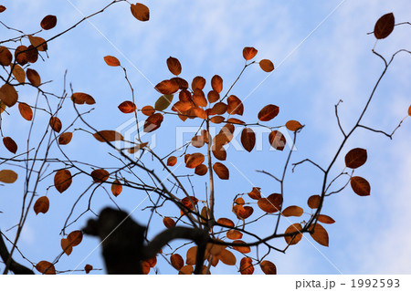 ザイフリボクの紅葉 1992593