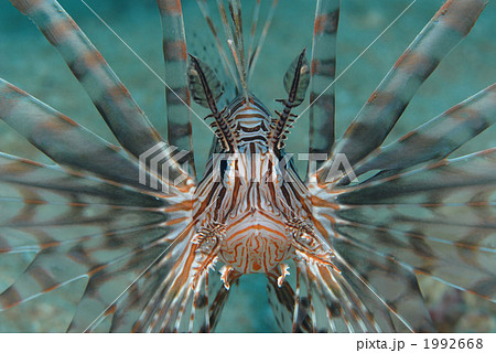 ハナミノカサゴ 1992668