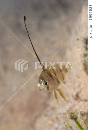 タイワンダイ 1992683