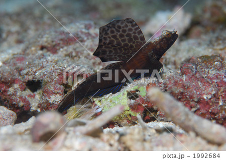 ホタテツノハゼ 1992684