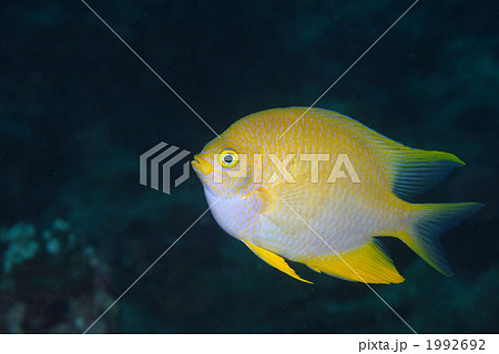 ヤマブキスズメダイ 1992692