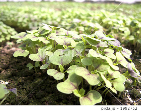 ベビーリーフの発芽 (レッドマスタード) ベビーリーフの発芽 (レッドマスタード) 1992752