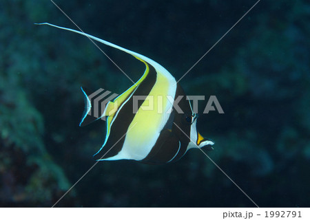 ツノダシ 1992791