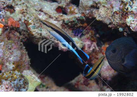 ホンソメワケベラ ホンソメワケベラ 1992802