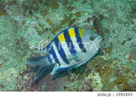 オヤビッチャ オヤビッチャ 1992803