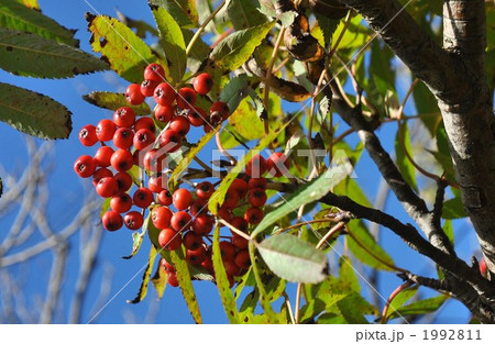ナナカマドの実 ナナカマドの実 1992811