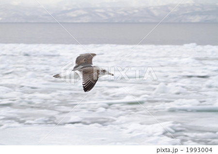 オオセグロカモメの飛翔2 オオセグロカモメの飛翔2 1993004