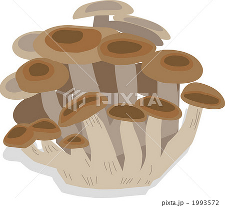 しめじ しめじ 1993572