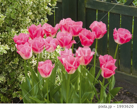 チューリップ　花壇　オランダ　球根 1993620