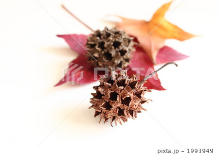 紅葉葉風の葉とポプラコーン 1993949